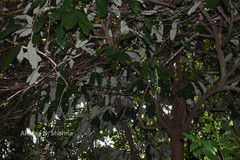 Myristica dactyloides